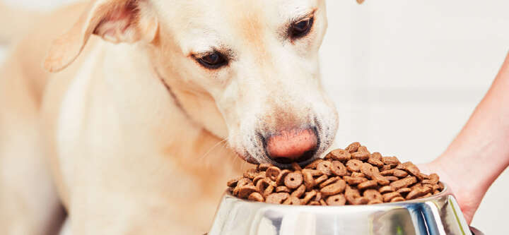 haustier hunde nassfutter themen e banner